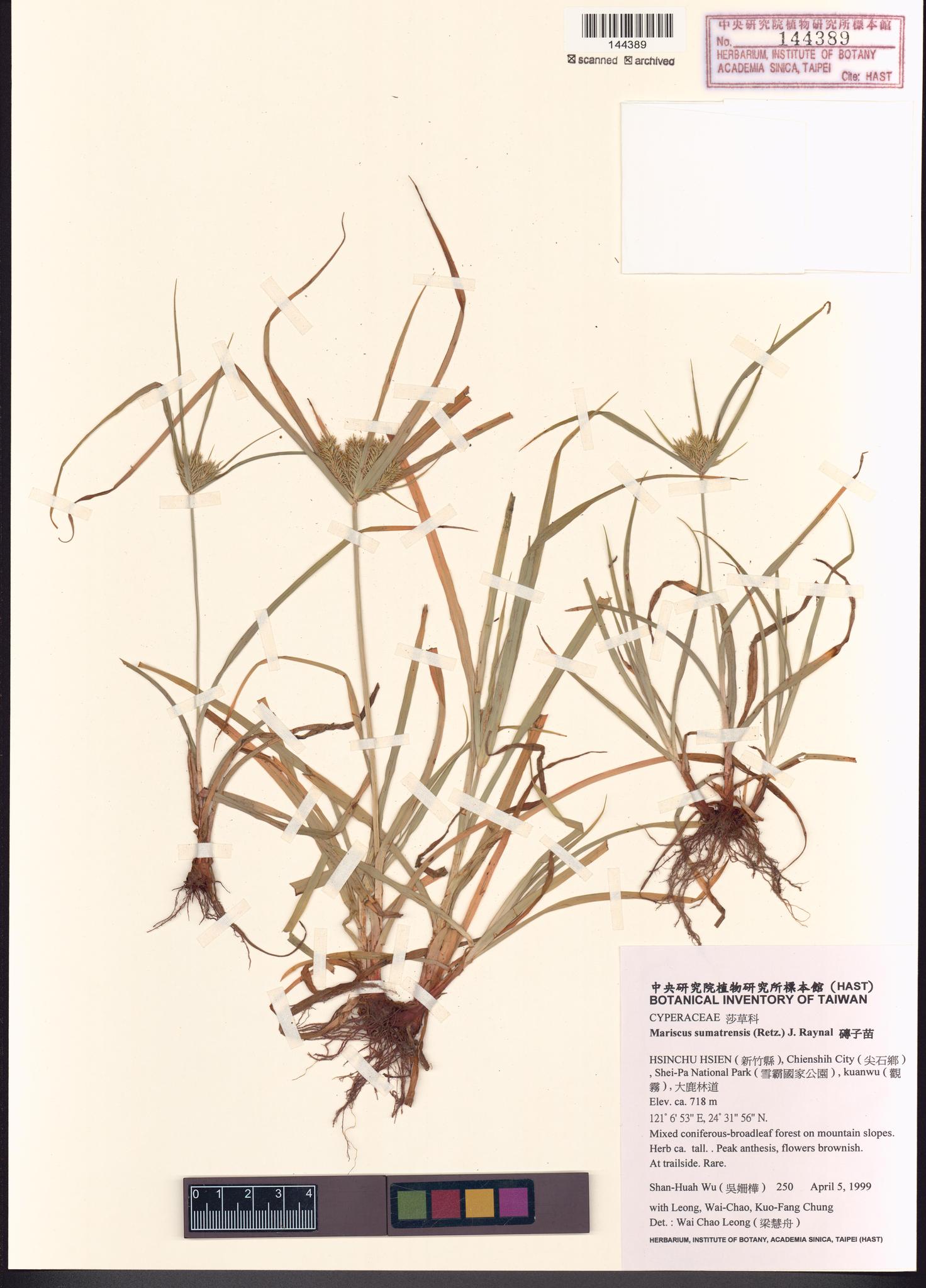 Sample image for viewer