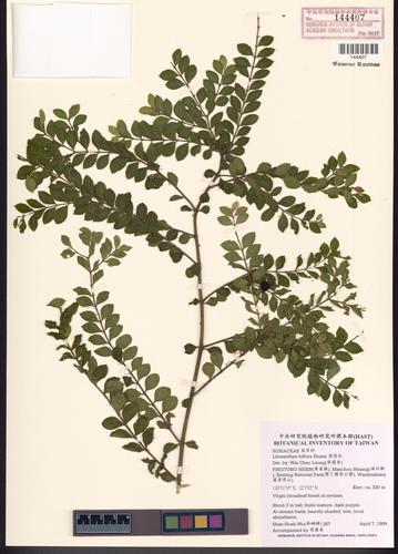 Litosanthes biflora Blume