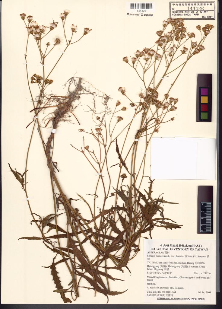 <Unit #52396 Hu, Chia-Ying | 胡嘉穎 | 264:: | Senecio nemorensis L. var. dentatus (Kitam.) H. Koyama>