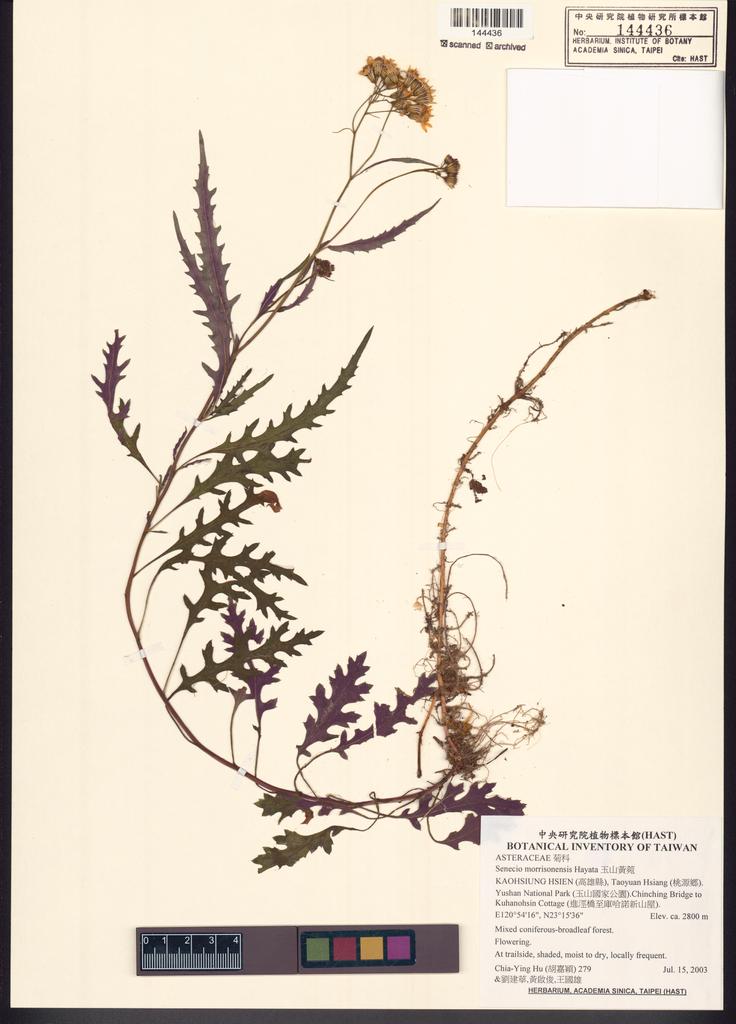 <Unit #51962 Hu, Chia-Ying | 胡嘉穎 | 279:: | Senecio morrisonensis Hayata>