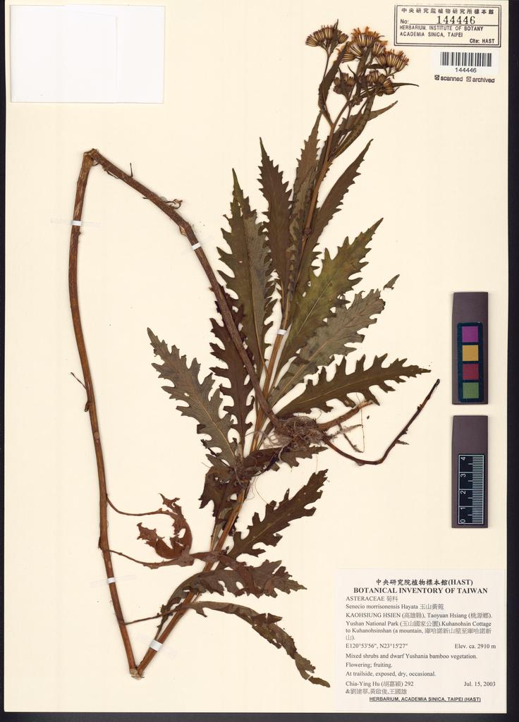 <Unit #53633 Hu, Chia-Ying | 胡嘉穎 | 292:: | Senecio morrisonensis Hayata>
