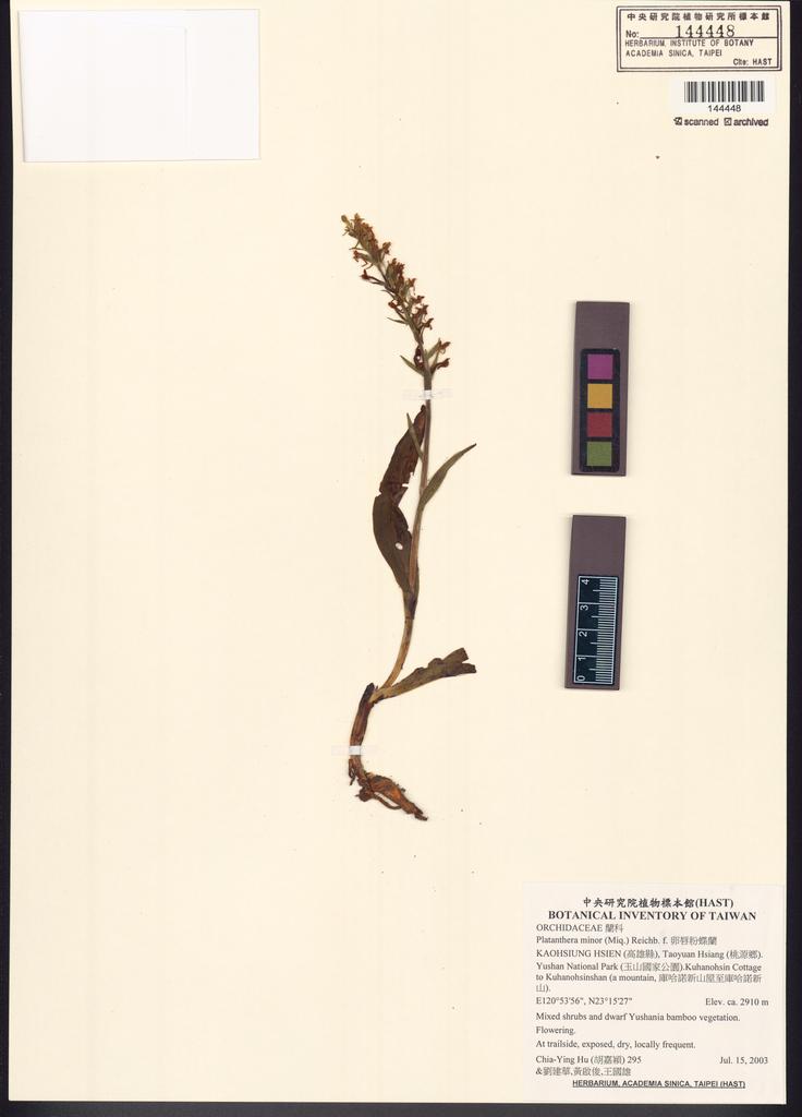 <Unit #53785 Hu, Chia-Ying | 胡嘉穎 | 295:: | Platanthera minor (Miq.) Reichb. f.>