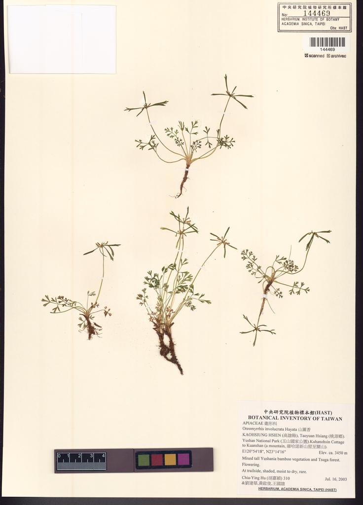 <Unit #52348 Hu, Chia-Ying | 胡嘉穎 | 310:: | Oreomyrrhis involucrata Hayata>