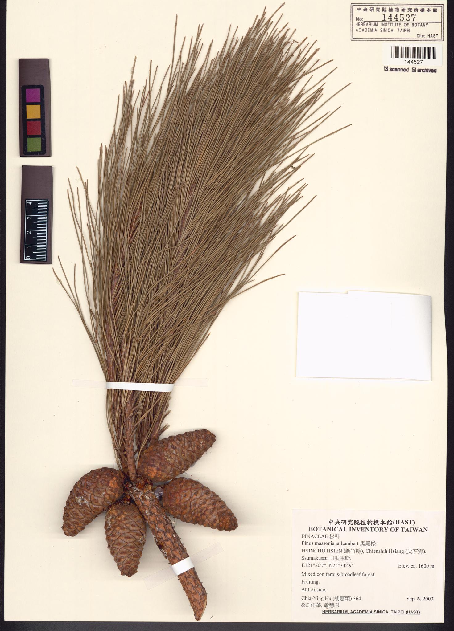 Sample image for viewer