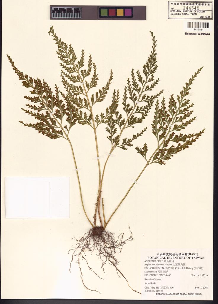 <Unit #53022 Hu, Chia-Ying | 胡嘉穎 | 406:: | Asplenium ritoense Hayata>