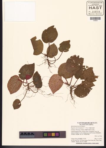 Begonia sinovietnamica (Begonia sinovietnamica)