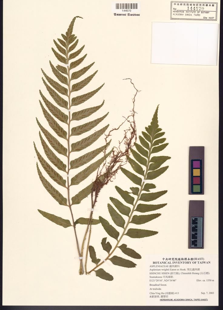 <Unit #52526 Hu, Chia-Ying | 胡嘉穎 | 413:: | Asplenium wrightii Eaton ex Hook.>