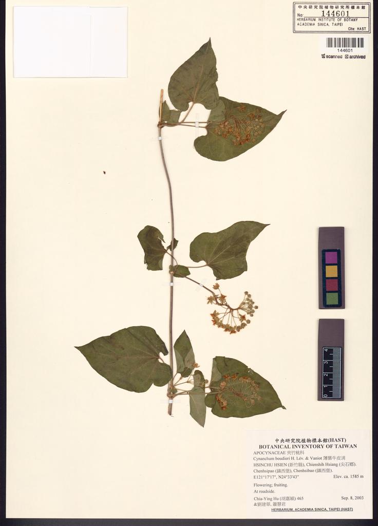 <Unit #51538 Hu, Chia-Ying | 胡嘉穎 | 465:: | Cynanchum boudieri H. Lév. & Vaniot>