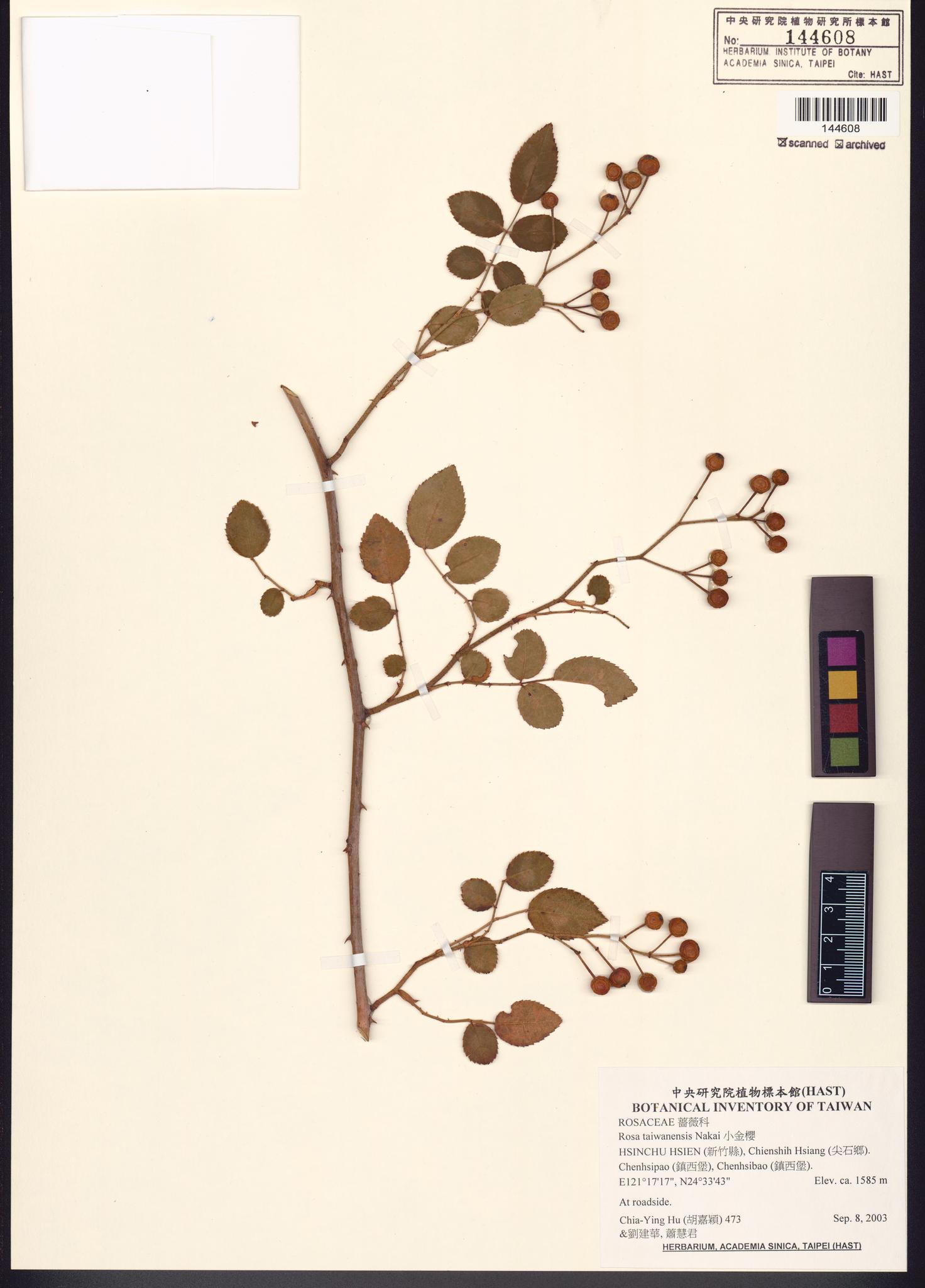 Sample image for viewer