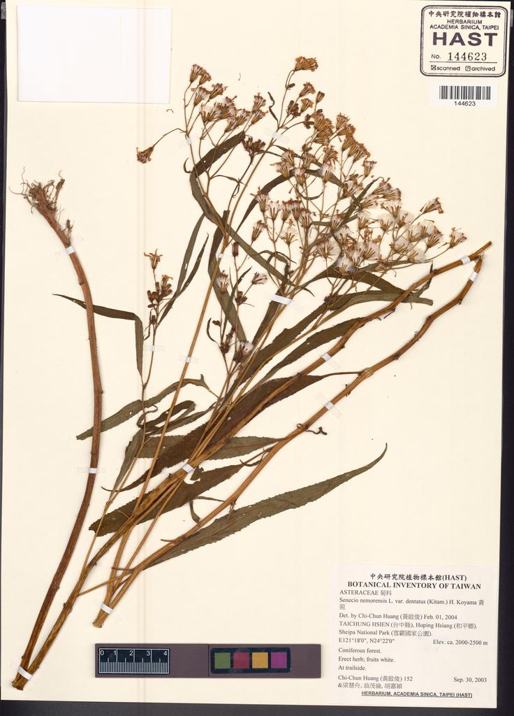 <Unit #50892 Huang, Chi-Chun | 黃啟俊 | 152:: | Senecio nemorensis L. var. dentatus (Kitam.) H. Koyama>