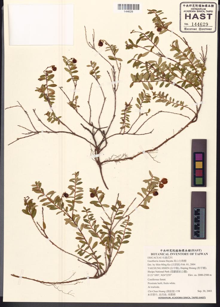 <Unit #51286 Huang, Chi-Chun | 黃啟俊 | 158:: | Gaultheria itoana Hayata>