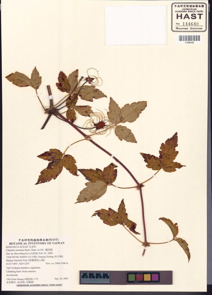 <Unit #52248 Huang, Chi-Chun | 黃啟俊 | 174:: | Clematis montana Buch.-Ham. ex DC.>