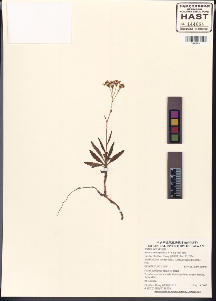 <Unit #51829 Huang, Chi-Chun | 黃啟俊 | 121:: | Senecio taitungensis S. S. Ying>