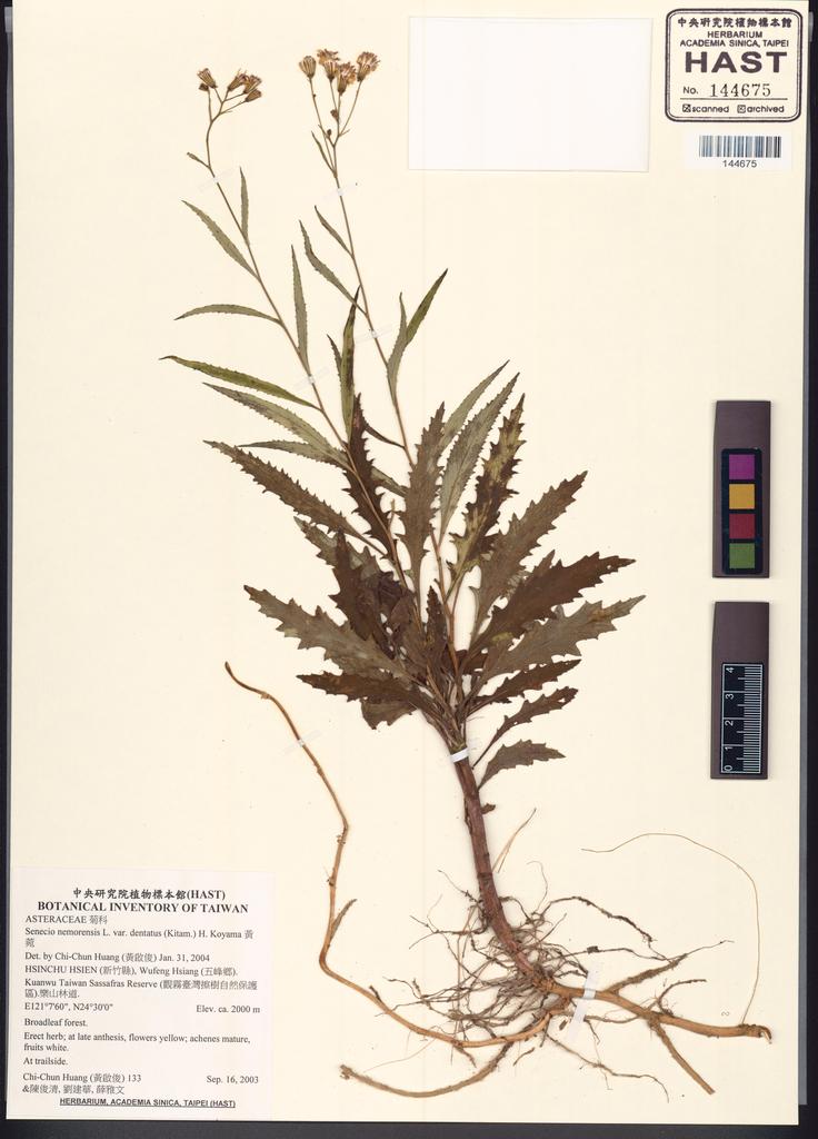 <Unit #52224 Huang, Chi-Chun | 黃啟俊 | 133:: | Senecio nemorensis L. var. dentatus (Kitam.) H. Koyama>