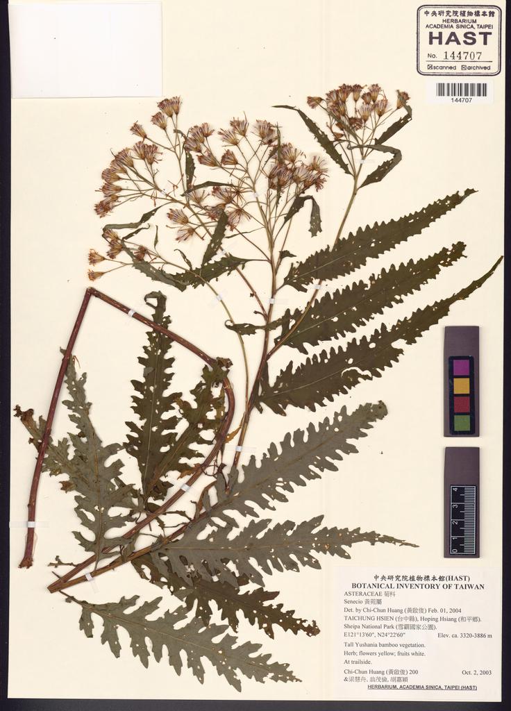 <Unit #50328 Huang, Chi-Chun | 黃啟俊 | 200:: | Senecio>