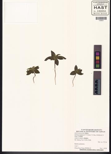 Gentiana bambuseti T.Y.Hsieh, T.C.Hsu, S.M.Ku & C.I Peng