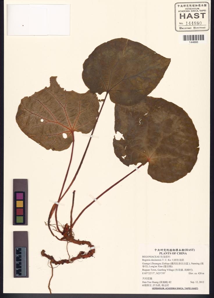 <Unit #133191 Huang, Han-Yau | 黃瀚嶢 | 82:: | Begonia daxinensis T.C.Ku>