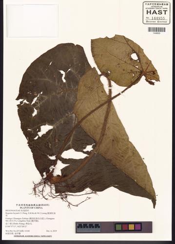 Begonia liuyanii (Begonia liuyanii)