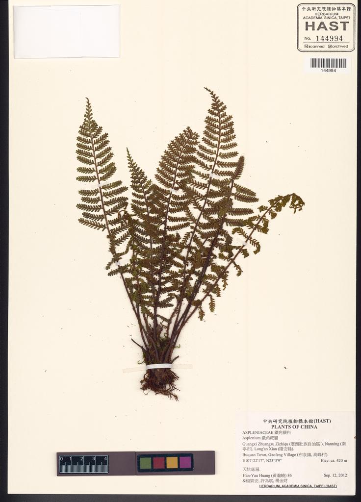 <Unit #133564 Huang, Han-Yau | 黃瀚嶢 | 86:: | Asplenium>