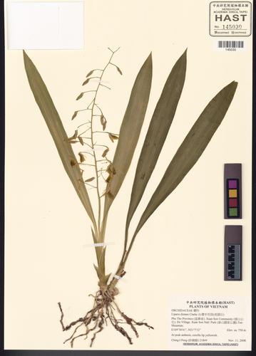 Liparis distans (Liparis distans)