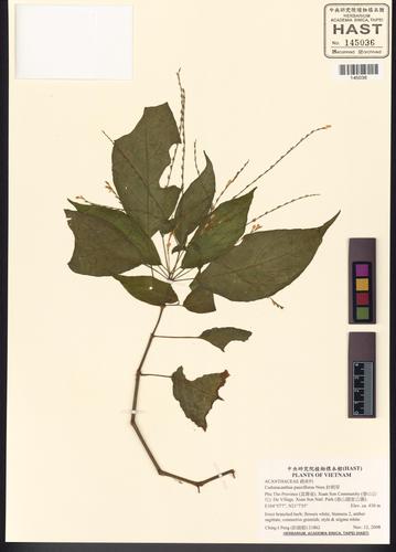 Codonacanthus pauciflorus (Codonacanthus pauciflorus)