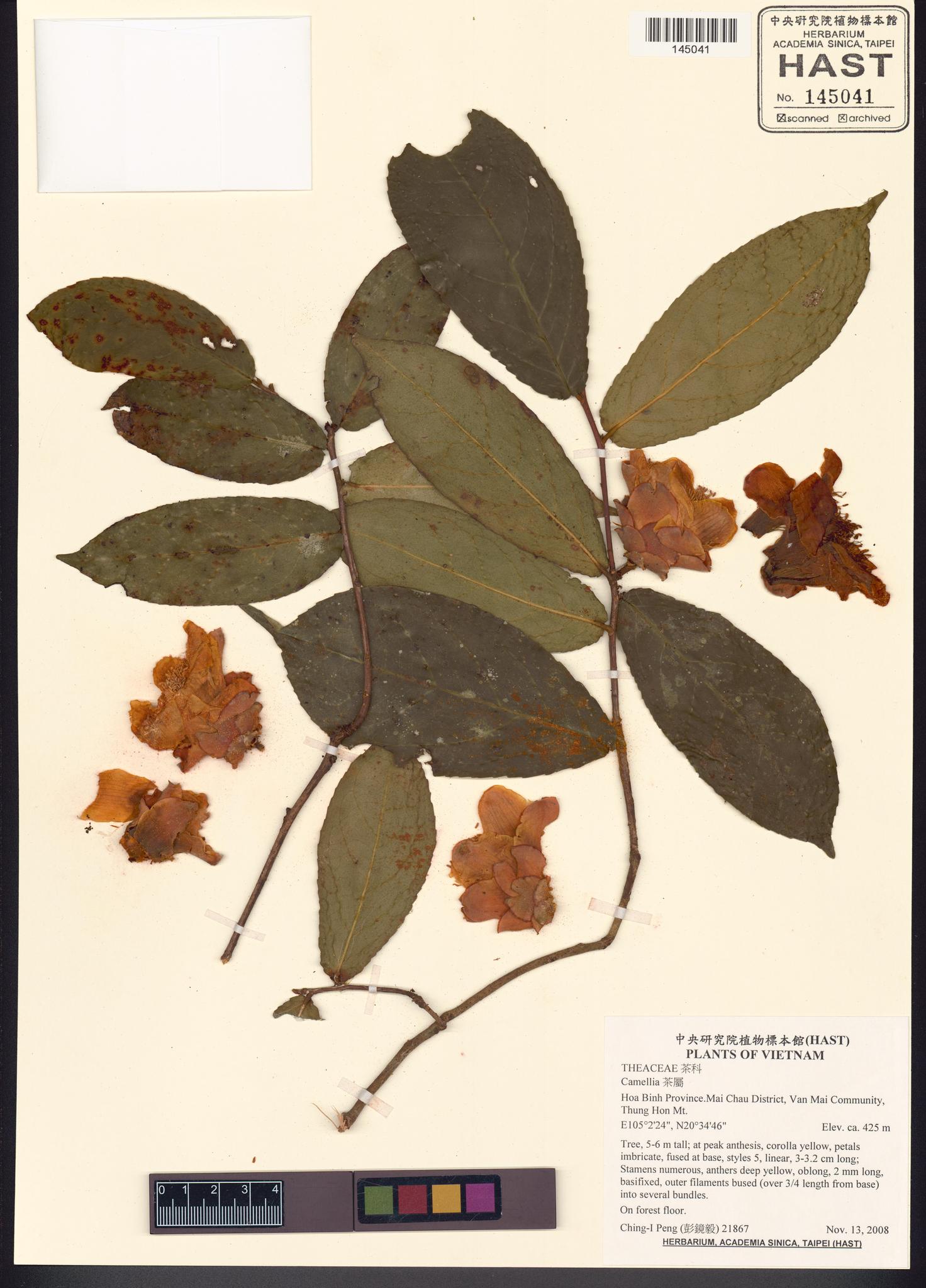 Sample image for viewer