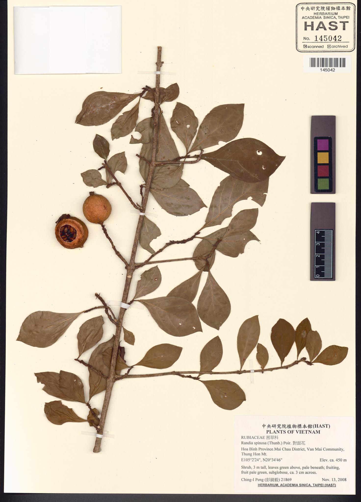 Sample image for viewer