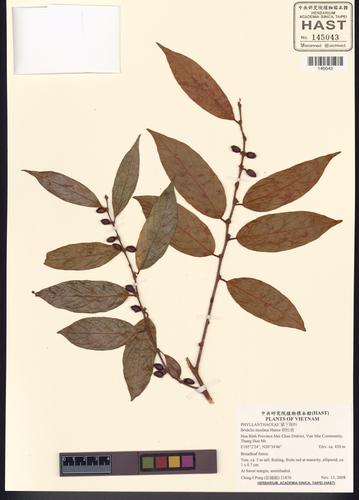 Bridelia insulana (Bridelia insulana)