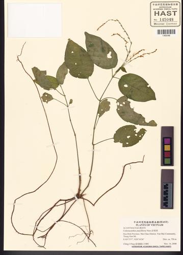 Codonacanthus pauciflorus — ảnh 2