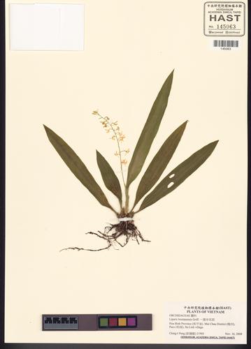 Liparis bootanensis — ảnh 2