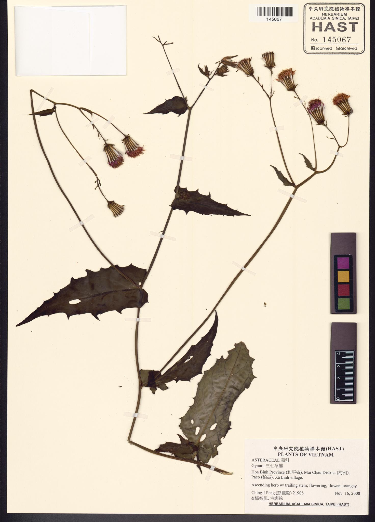 Sample image for viewer