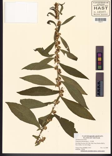 Carpesium abrotanoides (Carpesium abrotanoides)