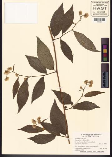 Blumea riparia (Blumea riparia)