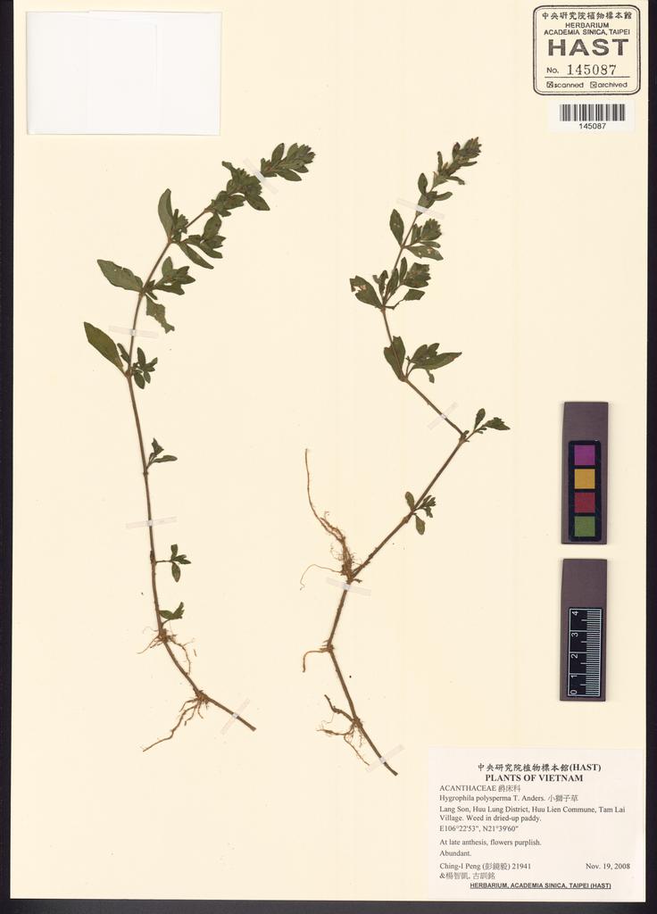 <Unit #87109 Peng, Ching-I | 彭鏡毅 | 21941:: | Hygrophila polysperma T. Anders.>