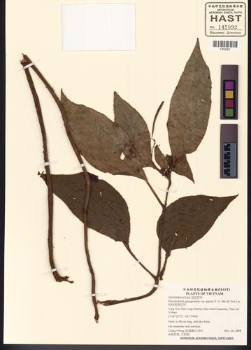 Pseudochirita guangxiensis — ảnh 2