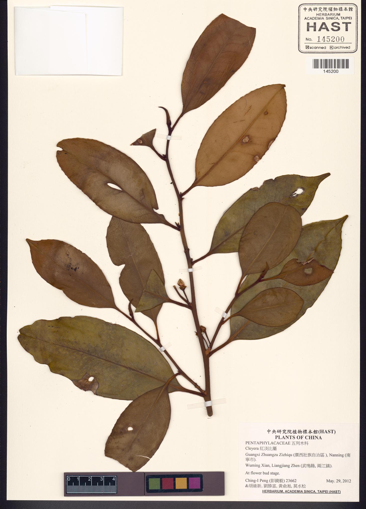 Sample image for viewer