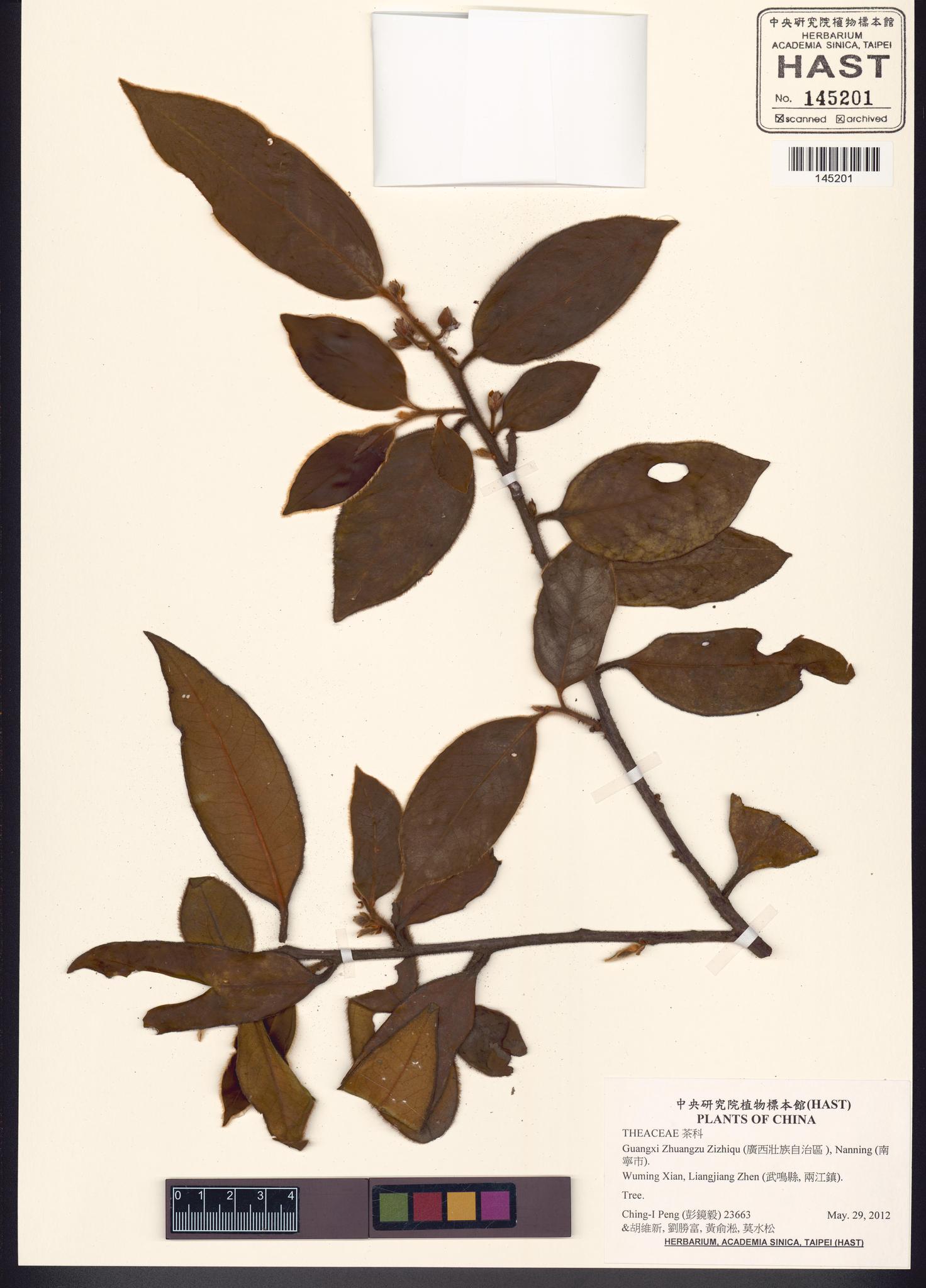 Sample image for viewer