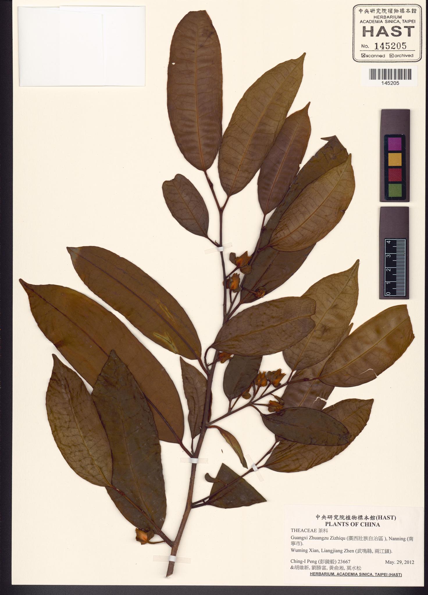 Sample image for viewer