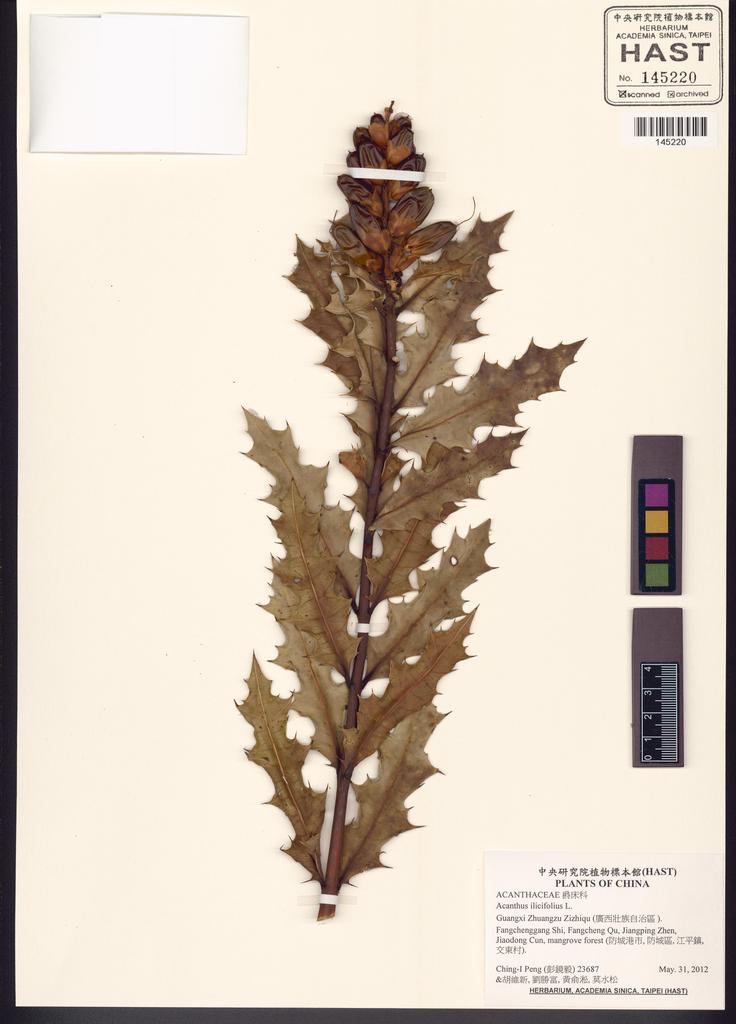 <Unit #133511 Peng, Ching-I | 彭鏡毅 | 23687:: | Acanthus ilicifolius L.>