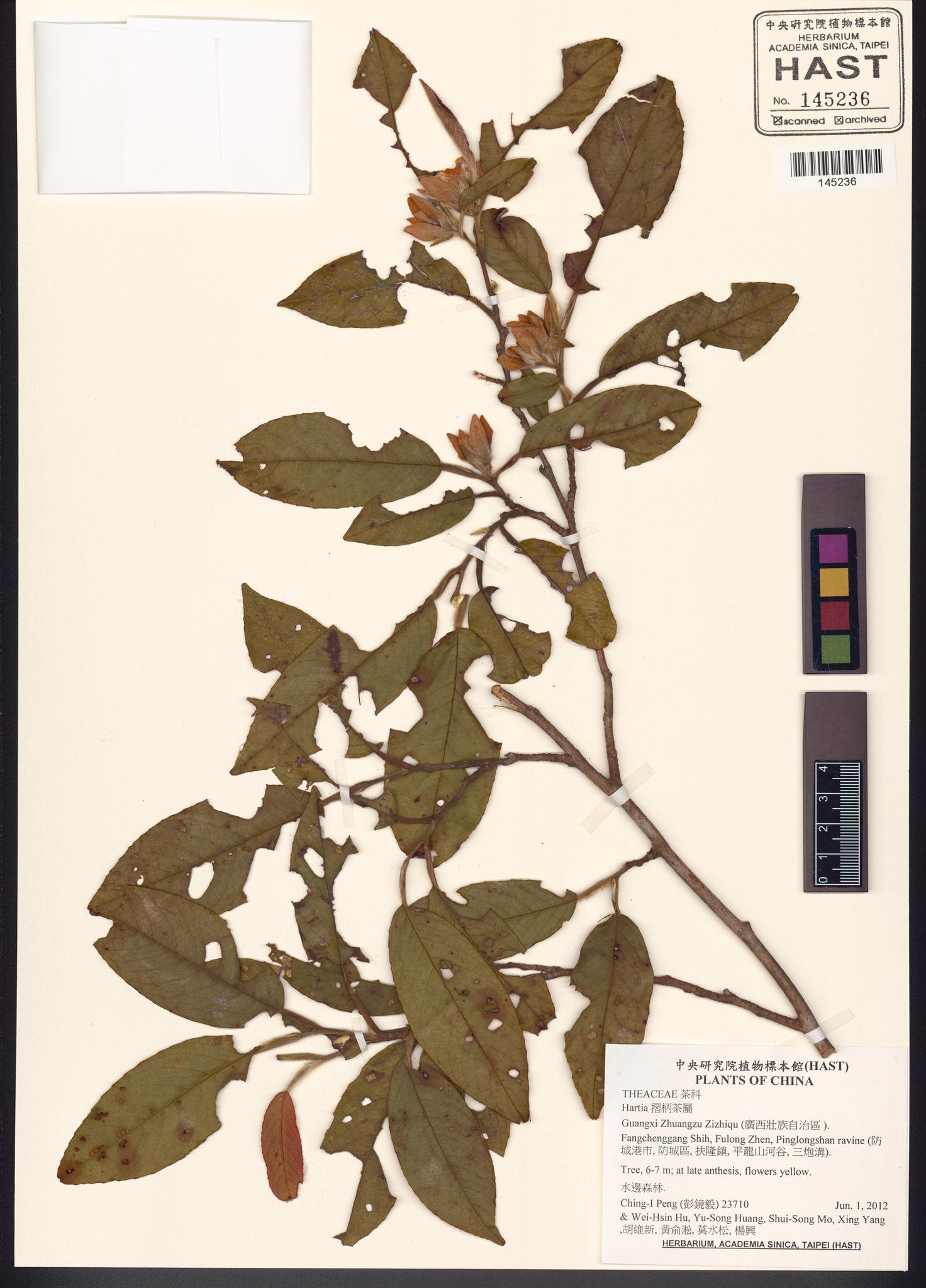 Sample image for viewer