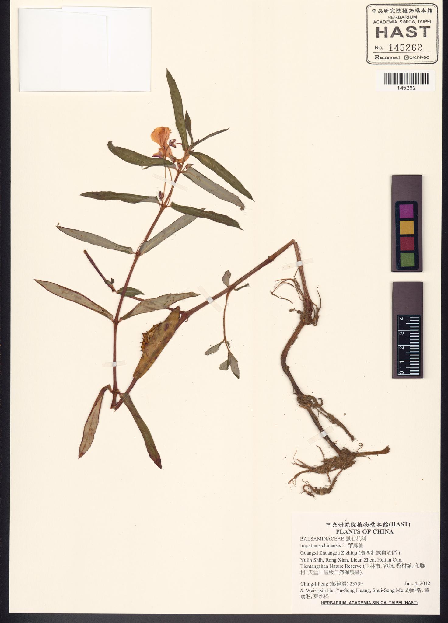 Sample image for viewer