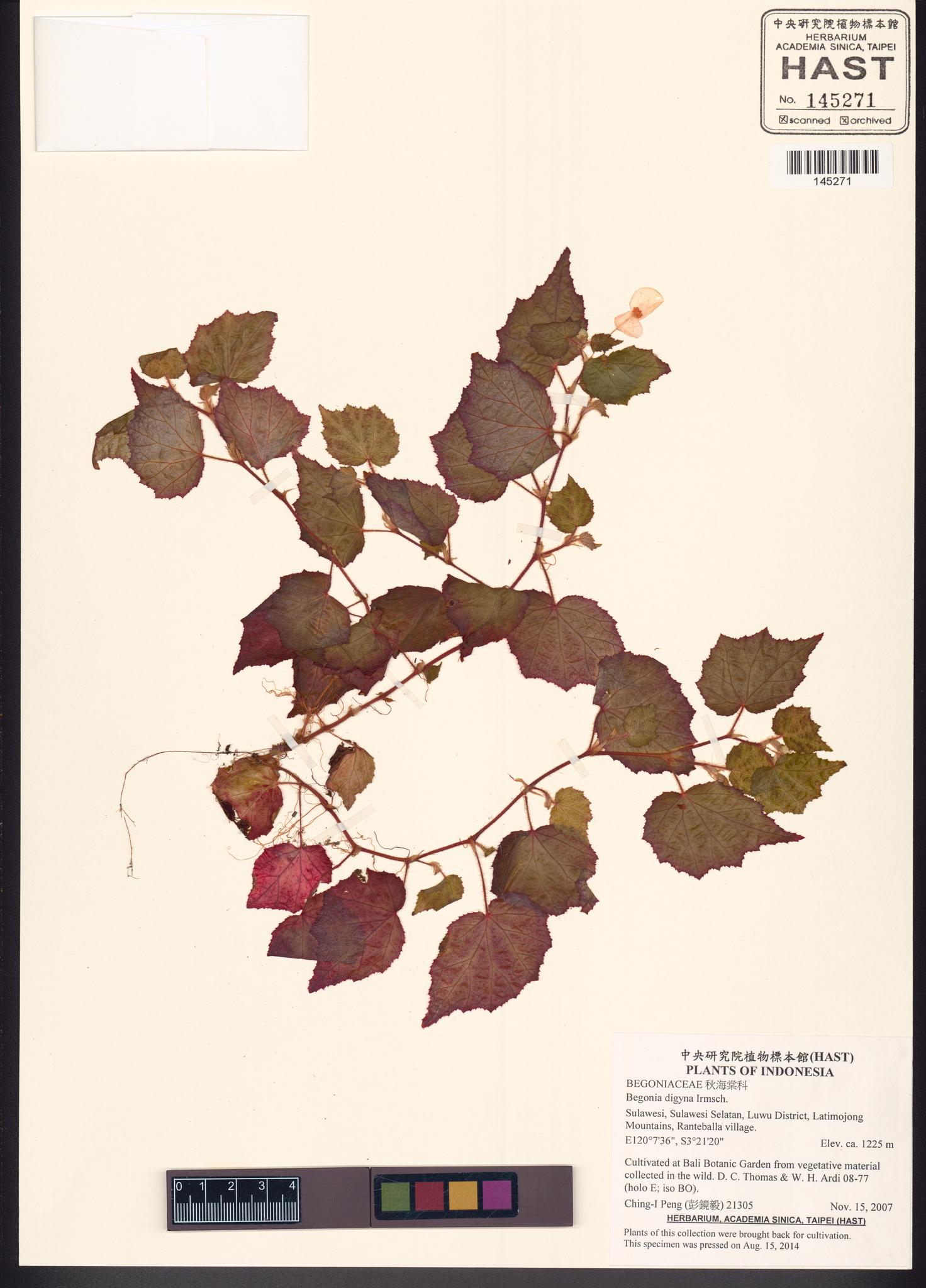 Sample image for viewer