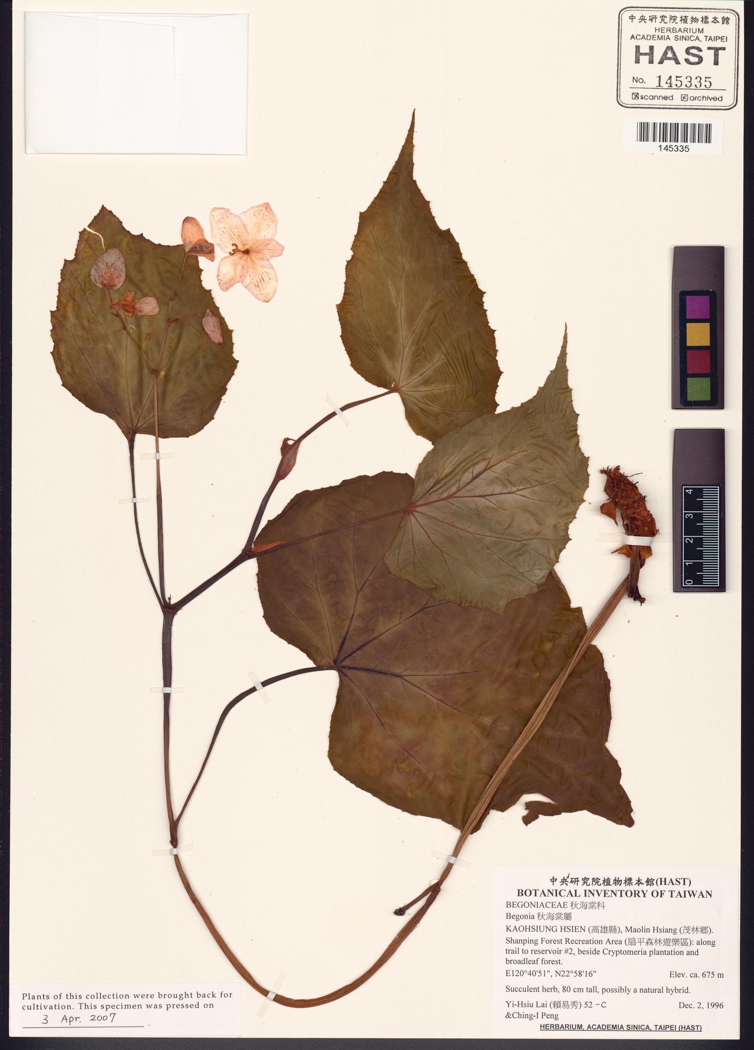 Sample image for viewer