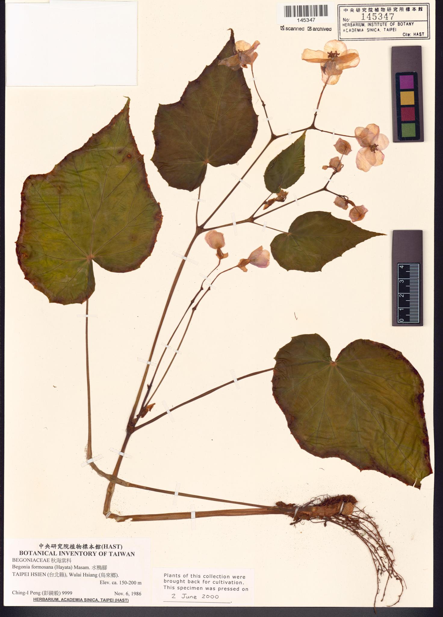 Sample image for viewer