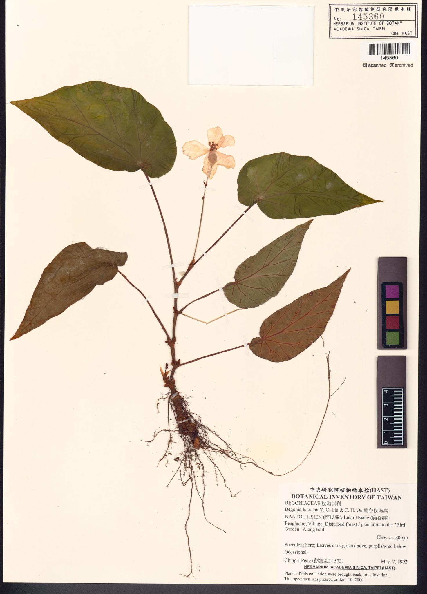 Sample image for viewer