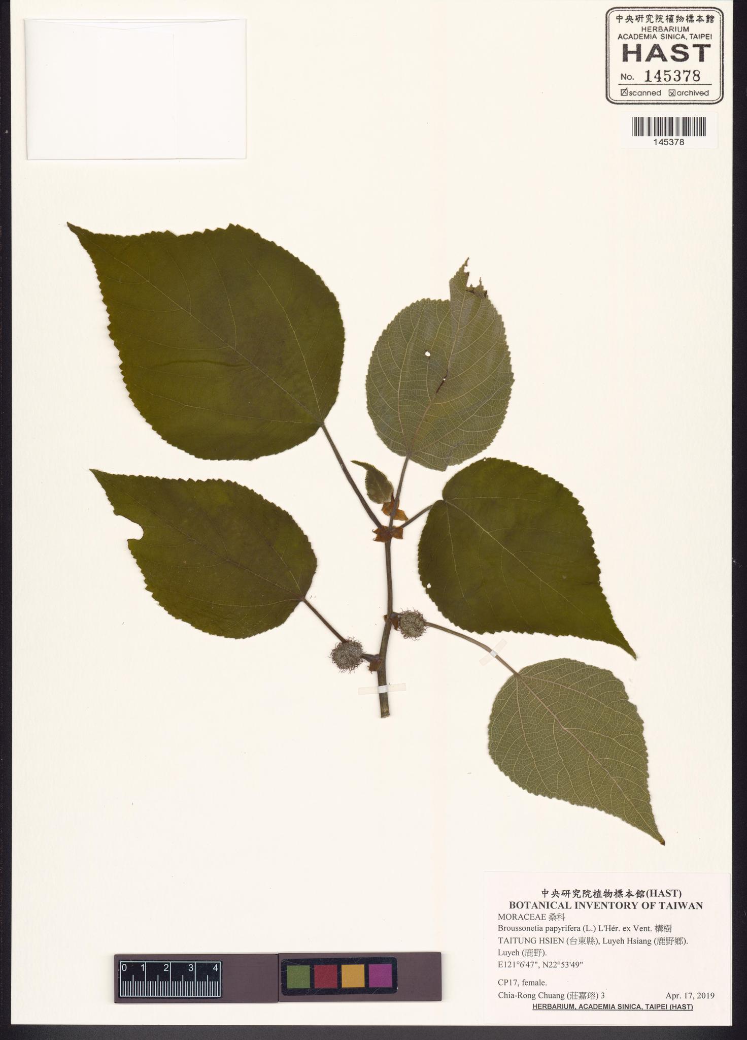 Sample image for viewer