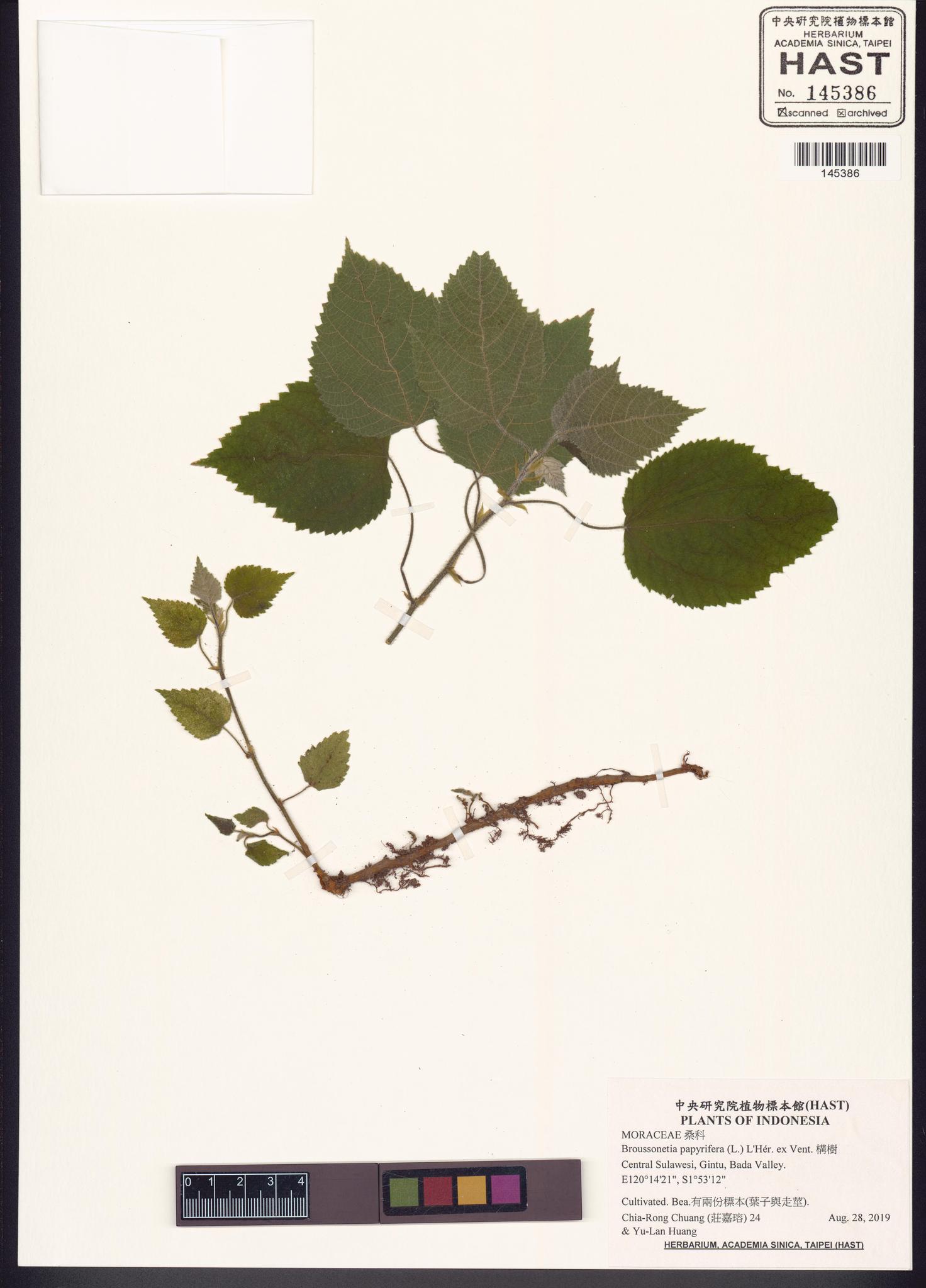 Sample image for viewer