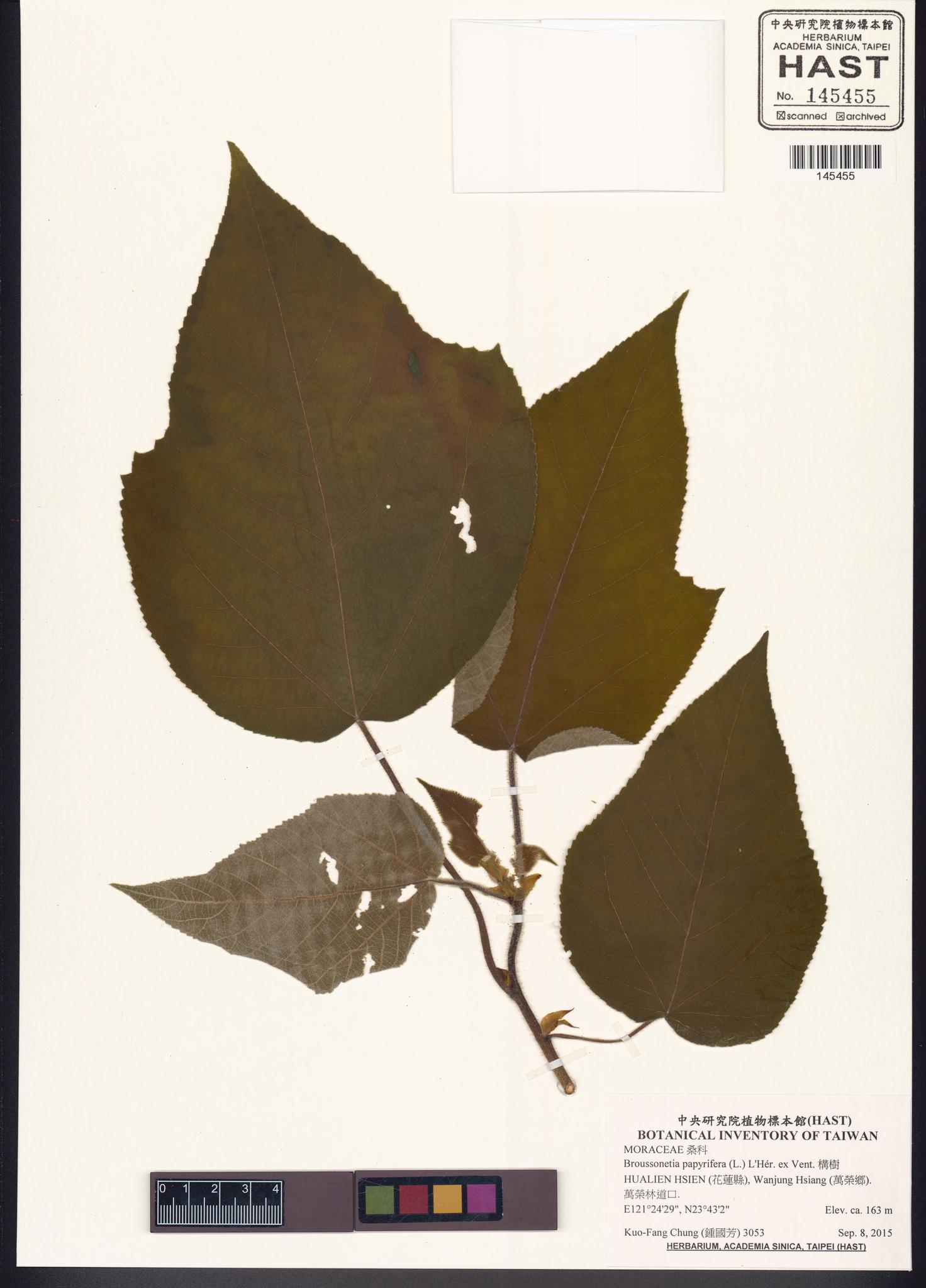 Sample image for viewer