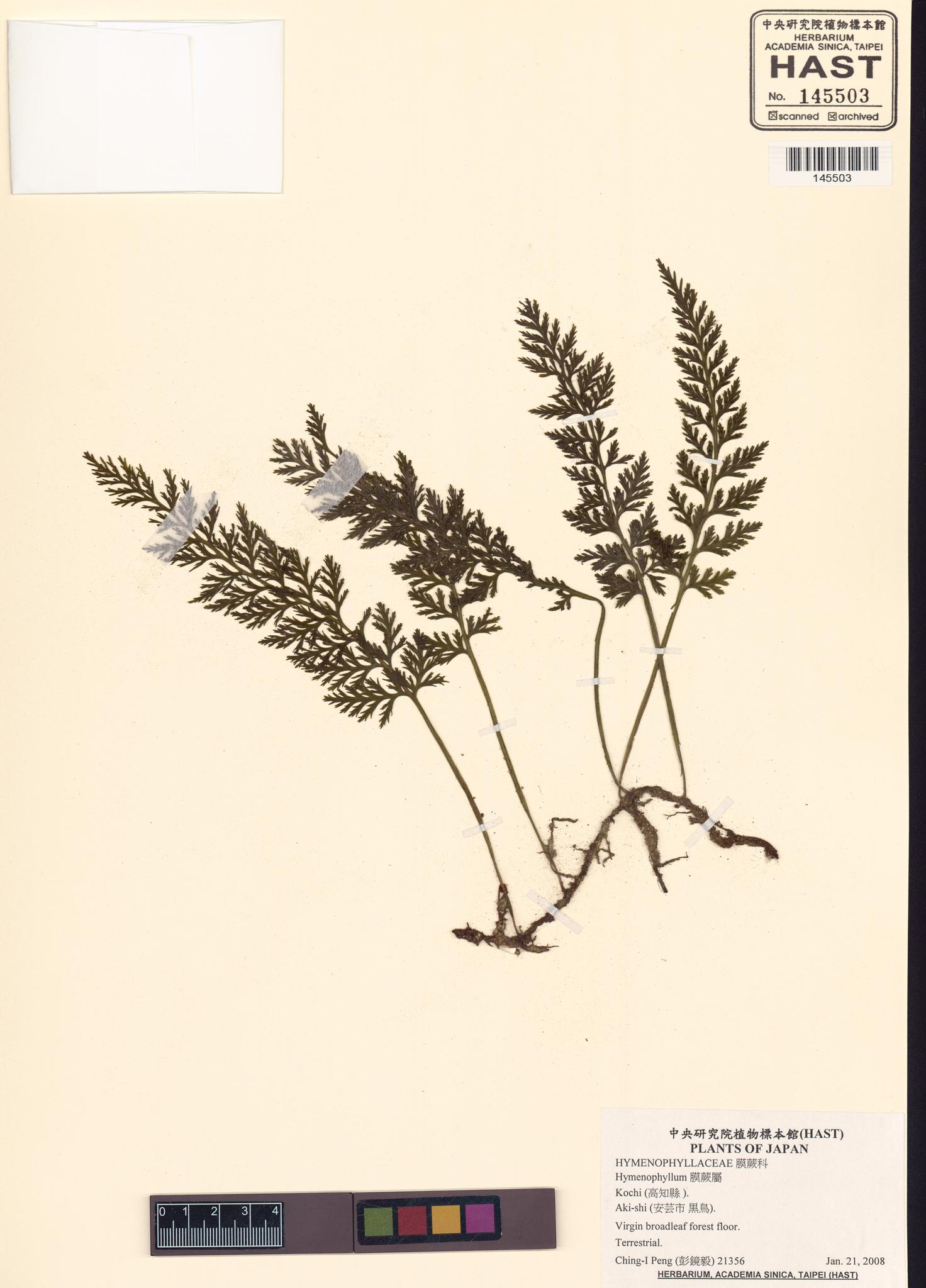 Sample image for viewer