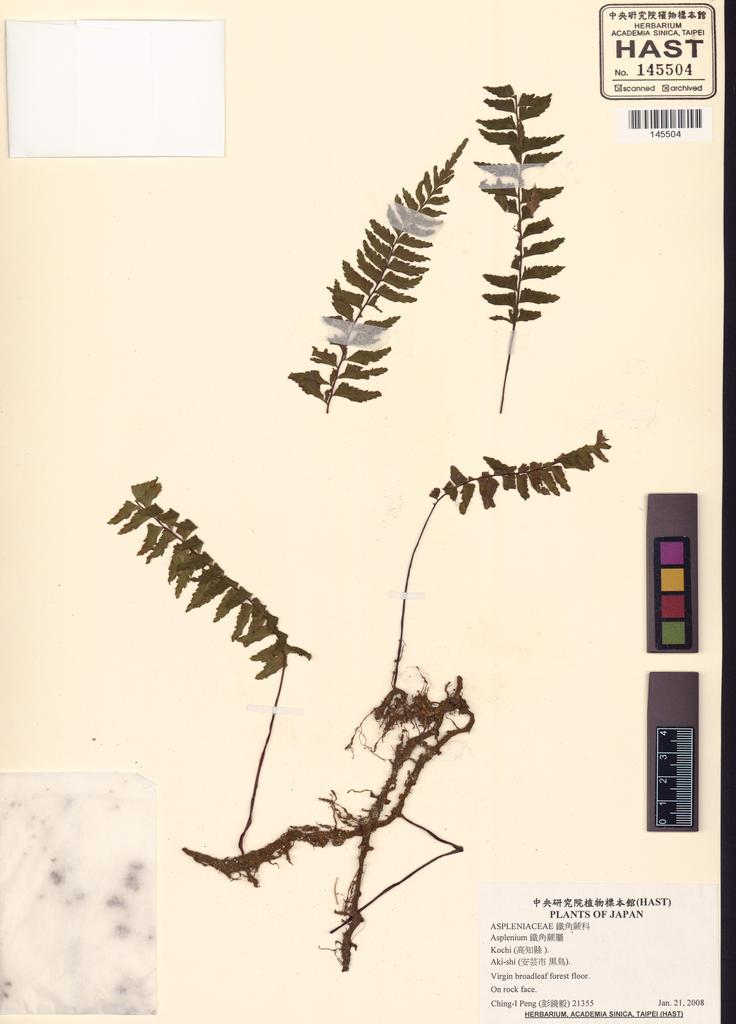 <Unit #88120 Peng, Ching-I | 彭鏡毅 | 21355:: | Asplenium>
